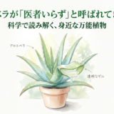 アロエベラが「医者いらず」と呼ばれてきた理由——科学で読み解く、身近な万能植物