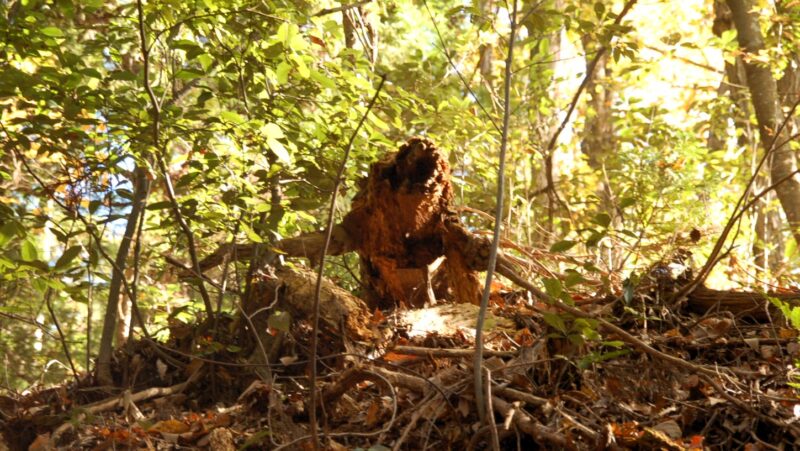 熊のような切り株