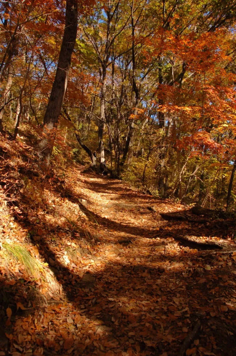 紅葉の登山道