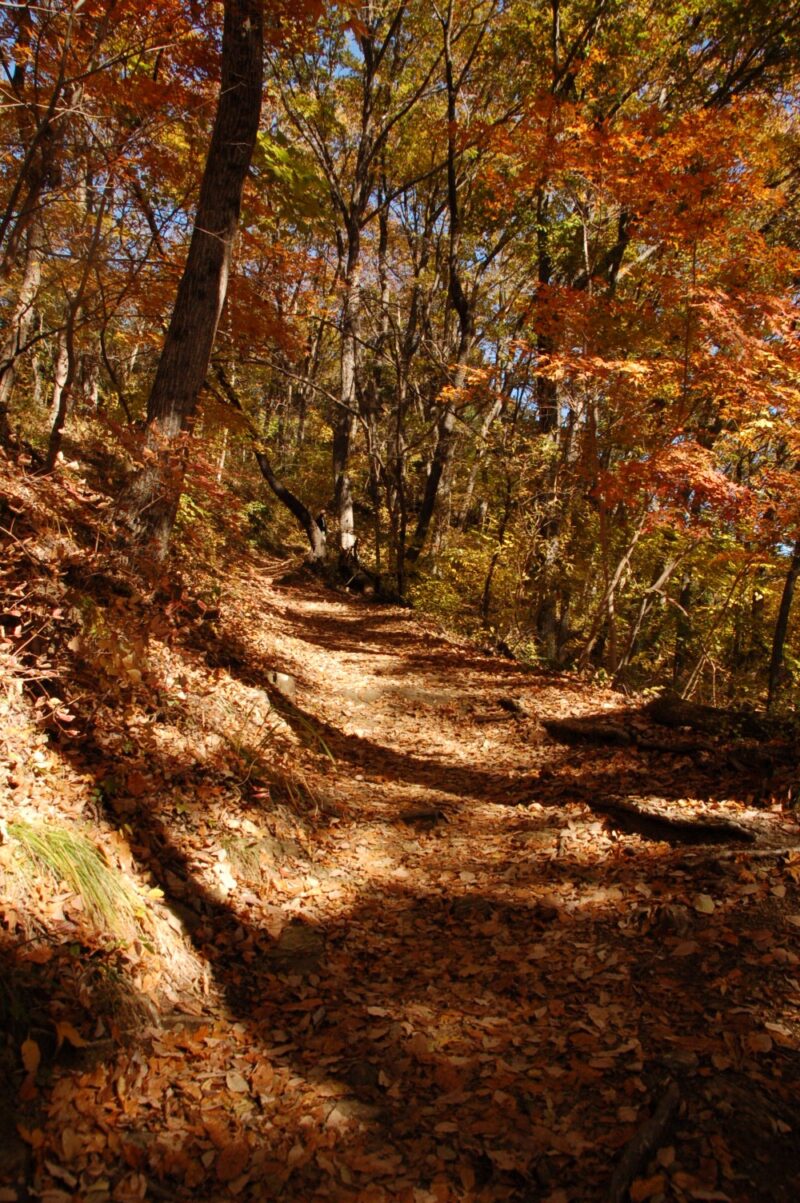 紅葉の登山道