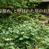 どくだみ