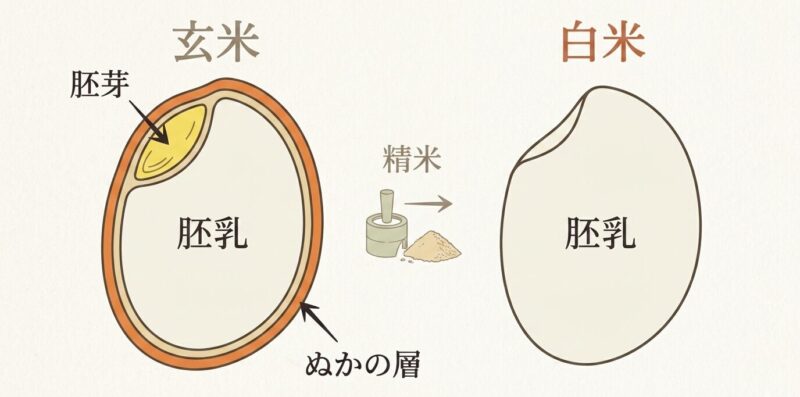 白米と玄米