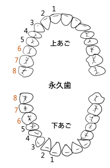 永久歯