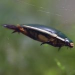 ゲンゴロウ