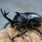 カブトムシ