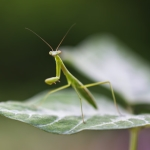 カマキリ