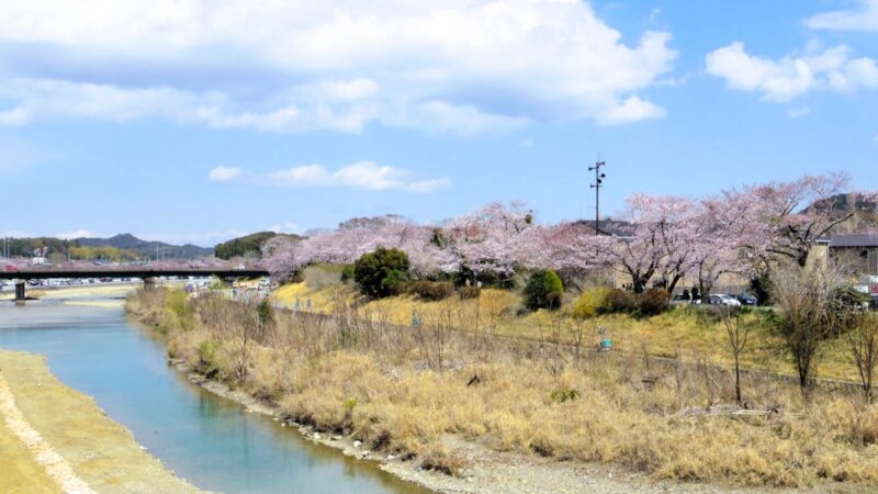 橋から桜